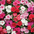 Vinca-pacifica-(mix) Flower Seeds